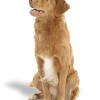 Remend 0.4 ojo seco perros gatos 10 ml