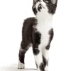 Remend 0.75 regeneración corneal perros gatos 3 ml