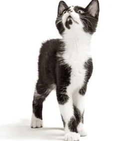 Remend 0.75 regeneración corneal perros gatos 3 ml