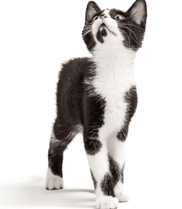 Remend 0.75 regeneración corneal perros gatos 3 ml