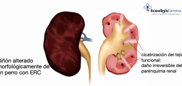Renal P insuficiencia renal perros gatos 70 g