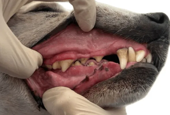 Restomyl pasta dental para perros gatos