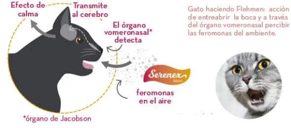 SERENEX gatos difusor y recambio
