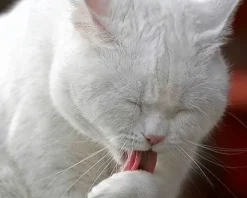 TrichoCat pasta elimina bolas de pelo gatos
