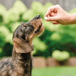 VERMIpure antiparasitario interno natural perros 50 comprimidos perros pequeños y cachorros