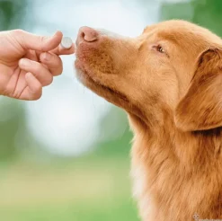VERMIpure perros med/grandes antiparasitario INTERNO natural 50 comprimidos
