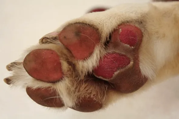 Vetramil CERA Podal almohadillas perros 120 g