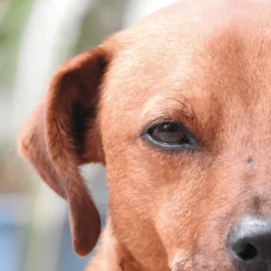 ViewVet ojos perros gatos 45 cápsulas Twist-off