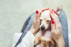 Zylkene PLUS gatos perros pequeños < 10 kg relajante 30 cápsulas 75MG
